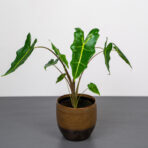 alokazja-sarian-alocasia