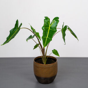 alokazja-sarian-alocasia