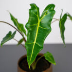 alokazja-sarian-alocasia