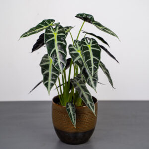 alokazja-bambino-arrow-alocasia