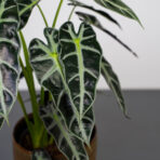 alokazja-bambino-arrow-alocasia