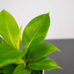 philodendron-moonlight