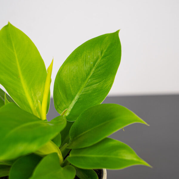 philodendron-moonlight philodendron-moonlight