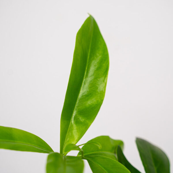 philodendron-fun-bun philodendron-fun-bun