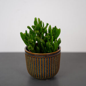 crassula-hobbit-grubosz