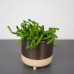 crassula-muscosa