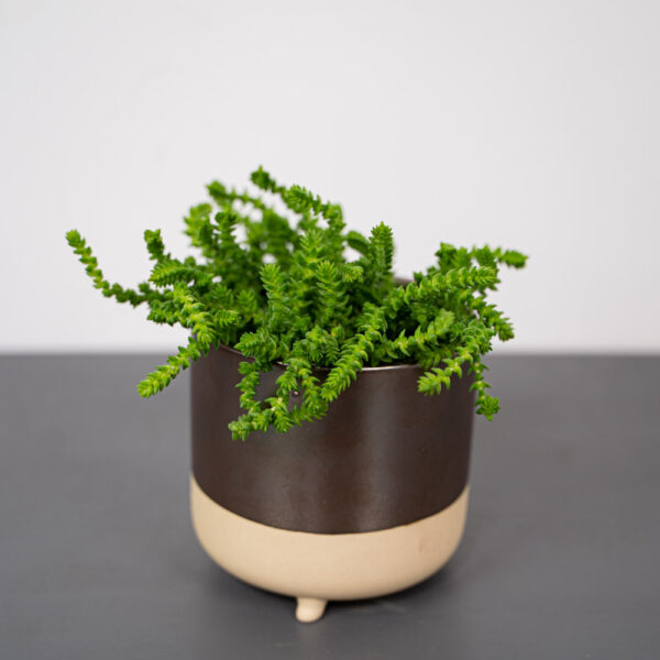 crassula-muscosa crassula-muscosa