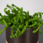 crassula-muscosa