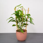 monstera-minima-na-drabince-rhaphidophora-tetrasperma