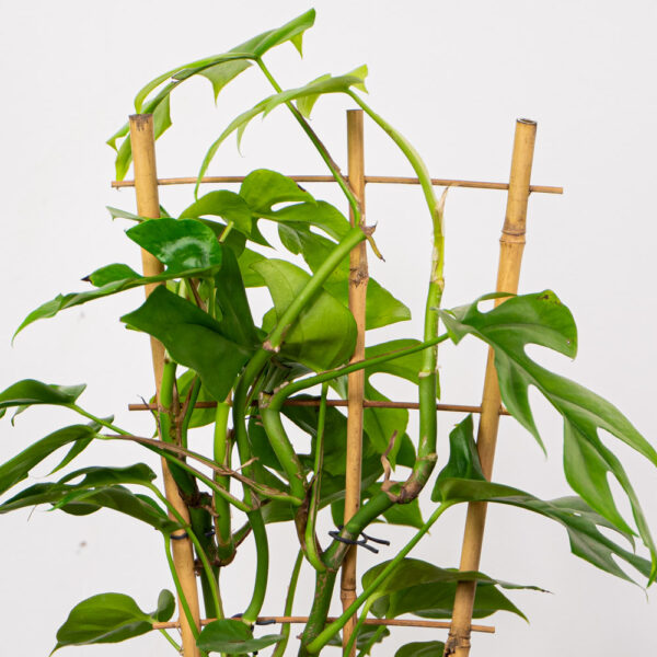 monstera-minima-na-drabince-rhaphidophora-tetrasperma Monstera minima (rhaphidophora tetrasperma) na drabince