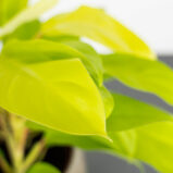 philodendron-lemon-lime-malay-gold