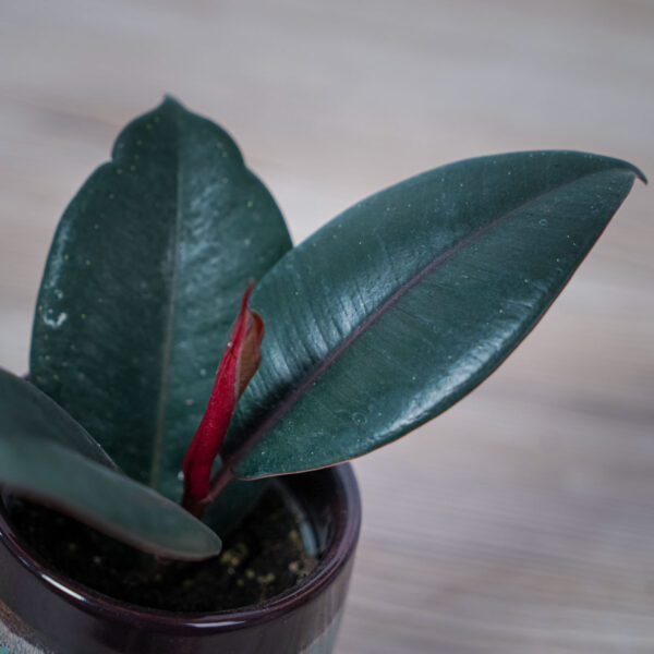 fikus-elastica-abidjan-baby-ficus fikus-elastica-abidjan-baby-ficus