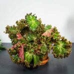Begonia erythrophylla bunchii