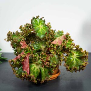 Begonia erythrophylla bunchii