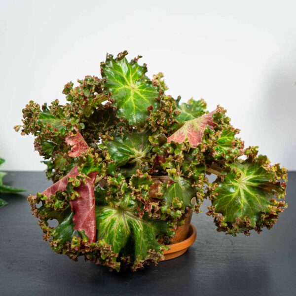 Begonia erythrophylla bunchii