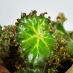 Begonia erythrophylla bunchii