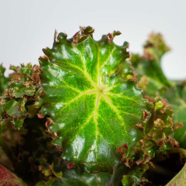 Begonia erythrophylla bunchii Begonia erythrophylla bunchii