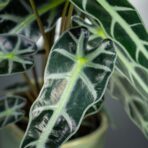 Alokazja bambino arrow (alocasia)