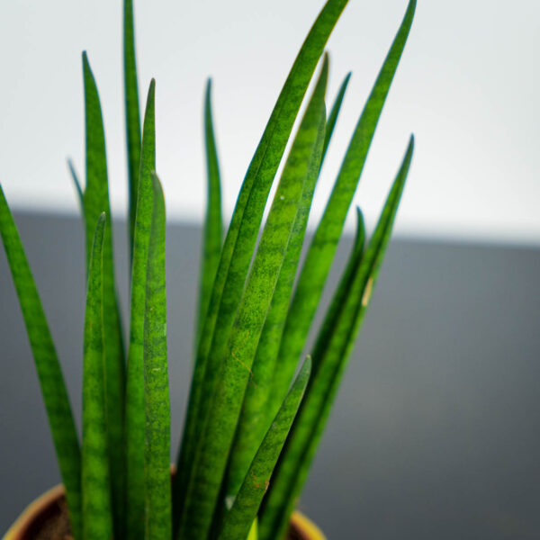 sansevieria-bacularis sansevieria-bacularis