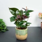 anthurium-giant-chocolate