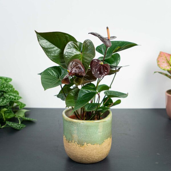 anthurium-giant-chocolate anthurium-giant-chocolate