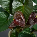 anthurium-giant-chocolate