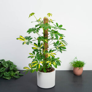 szeflera-gerda-na-paliku-schefflera-arboricola