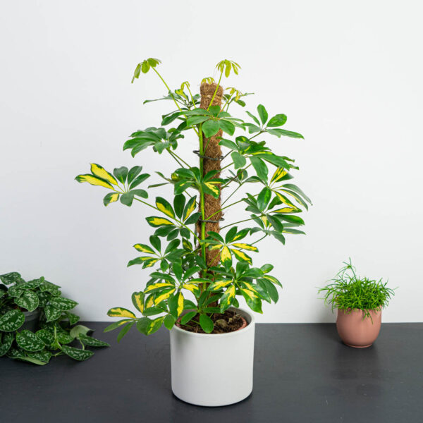 szeflera-gerda-na-paliku-schefflera-arboricola szeflera-gerda-na-paliku-schefflera-arboricola