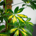 szeflera-gerda-na-paliku-schefflera-arboricola