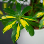 szeflera-gerda-na-paliku-schefflera-arboricola