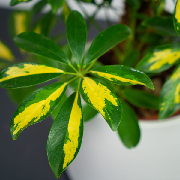 szeflera-gerda-na-paliku-schefflera-arboricola szeflera-gerda-na-paliku-schefflera-arboricola