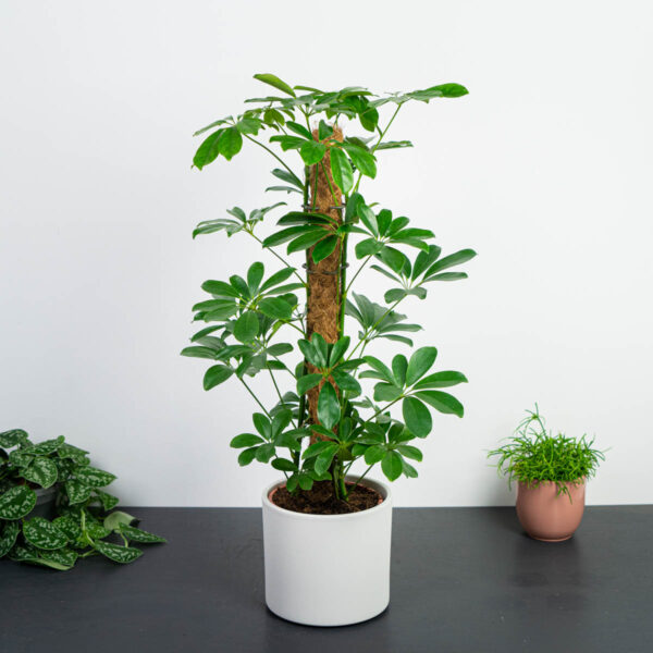 szeflera-nora-na-paliku-schefflera-arboricola szeflera-nora-na-paliku-schefflera-arboricola