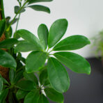 szeflera-nora-na-paliku-schefflera-arboricola