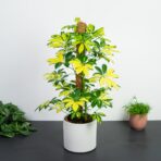 szeflera-melanie-na-paliku-schefflera-arboricola