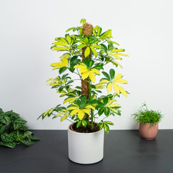 szeflera-melanie-na-paliku-schefflera-arboricola szeflera-melanie-na-paliku-schefflera-arboricola