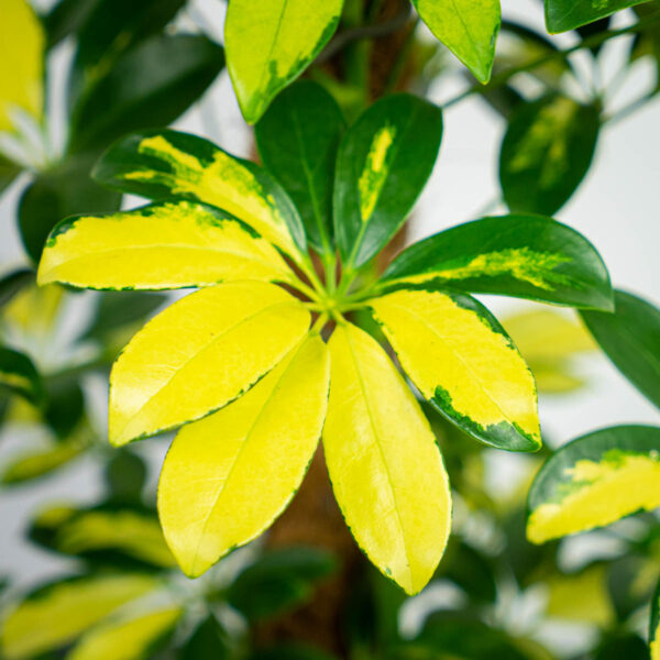 szeflera-melanie-na-paliku-schefflera-arboricola szeflera-melanie-na-paliku-schefflera-arboricola