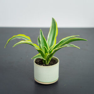 dracena-fragrans-lemon-surprise-baby-dracaena