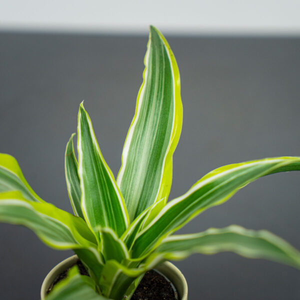 dracena-fragrans-lemon-surprise-baby-dracaena dracena-fragrans-lemon-surprise-baby-dracaena