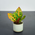 codiaeum-petra-baby-kroton