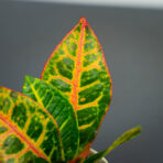 codiaeum-petra-baby-kroton