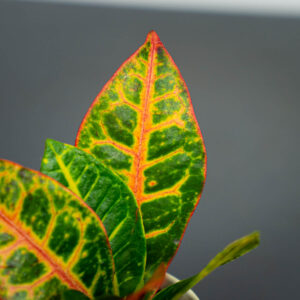 codiaeum-petra-baby-kroton