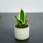 sansevieria-trifasciata-honey-boney-baby