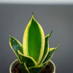 sansevieria-trifasciata-honey-boney-baby