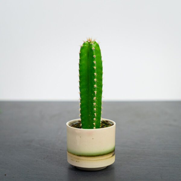 cereus-repandus-florida-baby