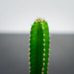 cereus-repandus-florida-baby