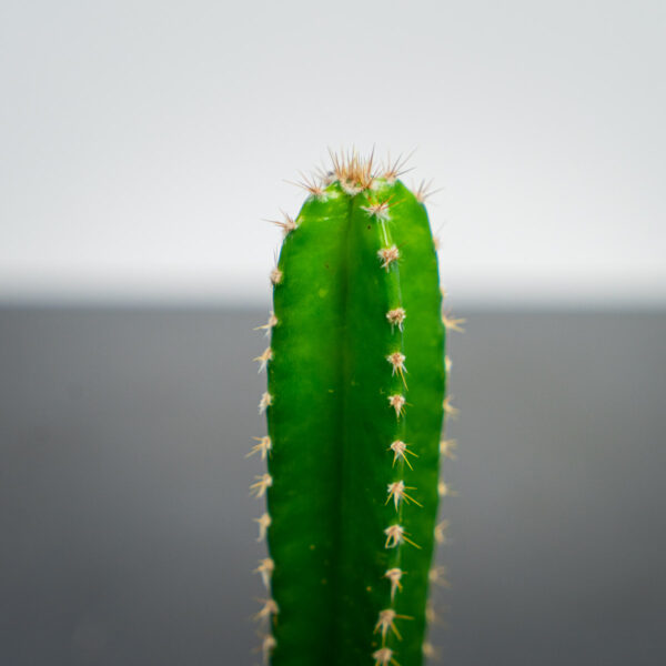 cereus-repandus-florida-baby cereus-repandus-florida-baby