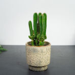 cereus-repandus-florida
