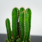 cereus-repandus-florida