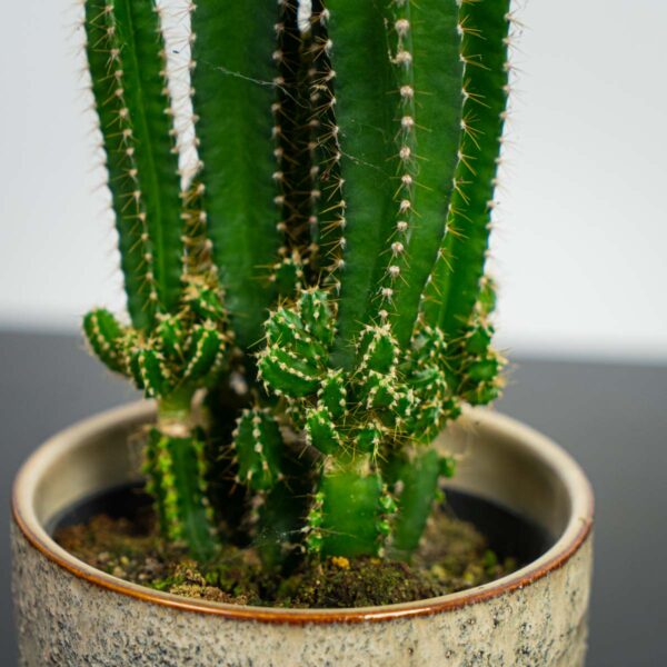 cereus-repandus-florida cereus-repandus-florida