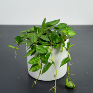 hoya-krohniana
